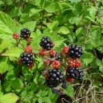 Blackberries_on_bush